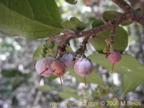 Image of Azara lanceolata (Aromo). Click to enlarge parts of image.