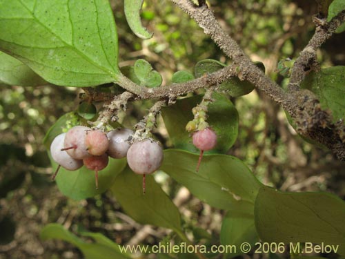 Image of Azara lanceolata (Aromo). Click to enlarge parts of image.