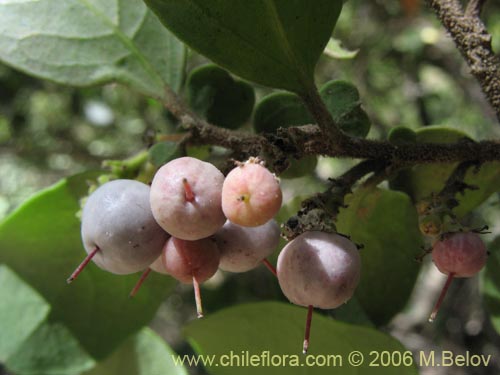 Image of Azara integrifolia (Corcolén). Click to enlarge parts of image.