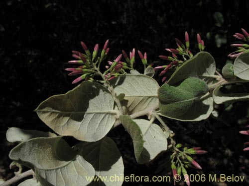 Image of Proustia pyrifolia (Tola blanca). Click to enlarge parts of image.