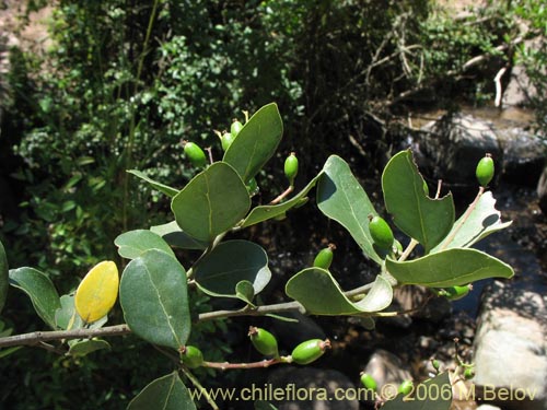 Image of Cryptocarya alba (Peumo). Click to enlarge parts of image.