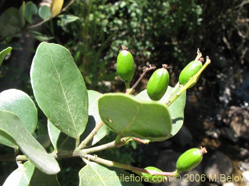 Image of Cryptocarya alba (Peumo). Click to enlarge parts of image.