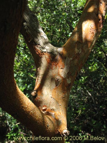 Image of Luma apiculata (Arrayan / Palo colorado). Click to enlarge parts of image.