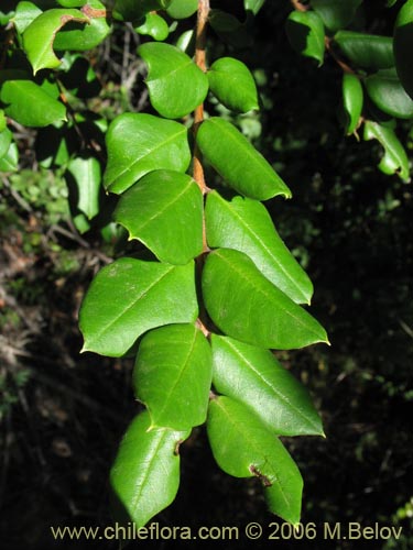 Luma apiculata的照片