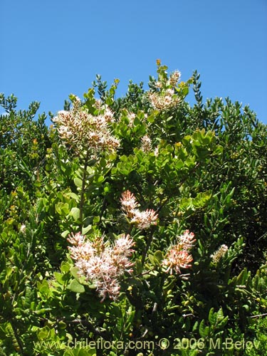 Bild von Notanthera heterophylla (Quintral del boldo / peumo / laurel). Klicken Sie, um den Ausschnitt zu vergrössern.