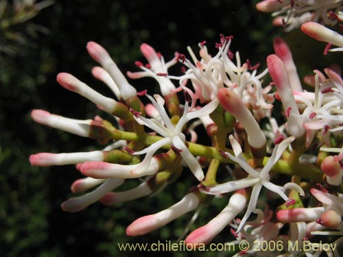 Image of Notanthera heterophylla (Quintral del boldo / peumo / laurel). Click to enlarge parts of image.