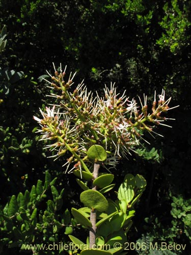 Image of Notanthera heterophylla (Quintral del boldo / peumo / laurel). Click to enlarge parts of image.