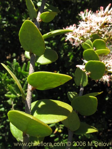 Image of Notanthera heterophylla (Quintral del boldo / peumo / laurel). Click to enlarge parts of image.