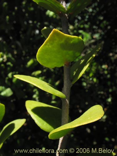 Image of Notanthera heterophylla (Quintral del boldo / peumo / laurel). Click to enlarge parts of image.