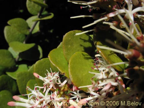 Bild von Notanthera heterophylla (Quintral del boldo / peumo / laurel). Klicken Sie, um den Ausschnitt zu vergrössern.