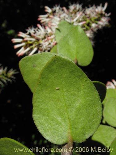 Notanthera heterophylla의 사진