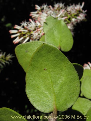 Image of Notanthera heterophylla (Quintral del boldo / peumo / laurel). Click to enlarge parts of image.