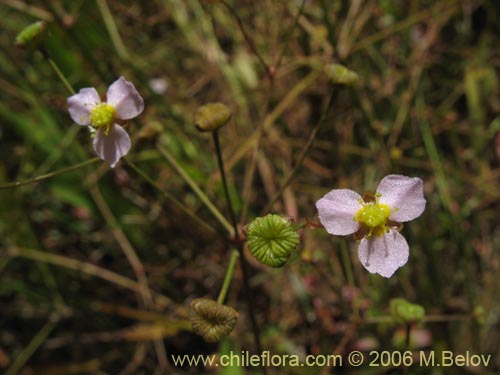 Image of Alisma lanceolatum (Llantén de agua). Click to enlarge parts of image.