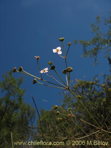 Imágen de Alisma lanceolatum (Llantén de agua). Haga un clic para aumentar parte de imágen.