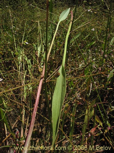 Imágen de Alisma lanceolatum (Llantén de agua). Haga un clic para aumentar parte de imágen.