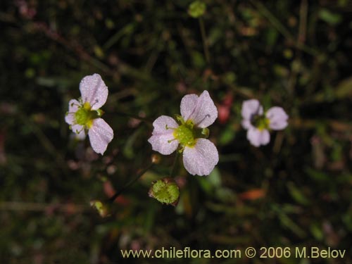 Image of Alisma lanceolatum (Llantén de agua). Click to enlarge parts of image.