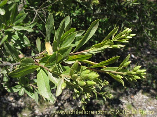 Bild von Gochnatia foliolosa (Mira-mira). Klicken Sie, um den Ausschnitt zu vergrössern.