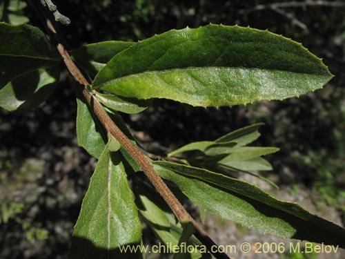 Imágen de Gochnatia foliolosa (Mira-mira). Haga un clic para aumentar parte de imágen.