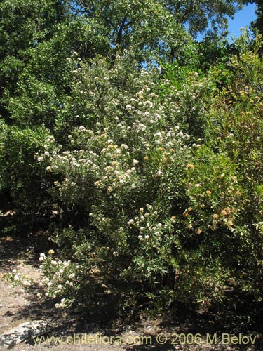 Imágen de Gochnatia foliolosa (Mira-mira). Haga un clic para aumentar parte de imágen.