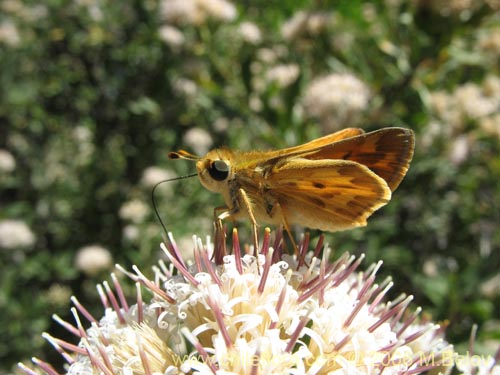 Image of Gochnatia foliolosa (Mira-mira). Click to enlarge parts of image.