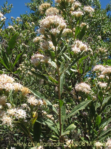 Bild von Gochnatia foliolosa (Mira-mira). Klicken Sie, um den Ausschnitt zu vergrössern.