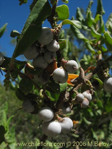 Image of Azara integrifolia (Corcolén). Click to enlarge parts of image.