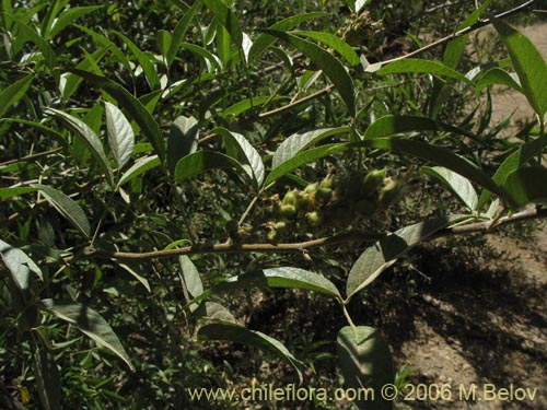 Imágen de Psoralea glandulosa (Culén / Cule). Haga un clic para aumentar parte de imágen.