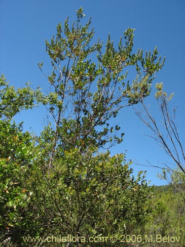 Image of Escallonia pulverulenta (Madroño / Corontillo / Siete camisas). Click to enlarge parts of image.