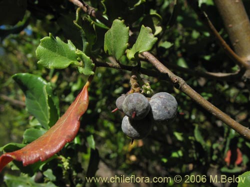 Imágen de Azara integrifolia (Corcolén). Haga un clic para aumentar parte de imágen.