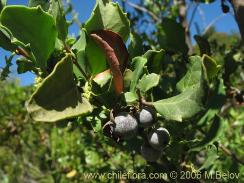 Image of Azara integrifolia (Corcolén). Click to enlarge parts of image.