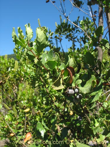 Imágen de Azara integrifolia (Corcolén). Haga un clic para aumentar parte de imágen.