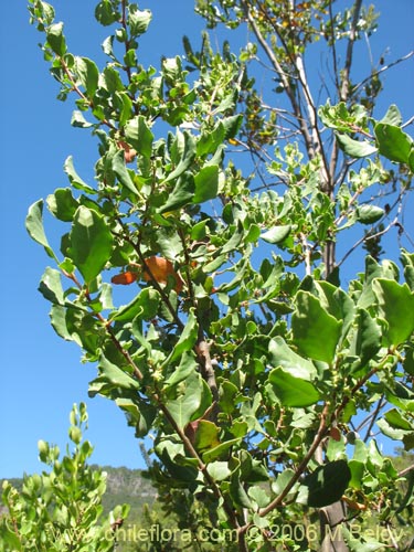 Imágen de Azara integrifolia (Corcolén). Haga un clic para aumentar parte de imágen.