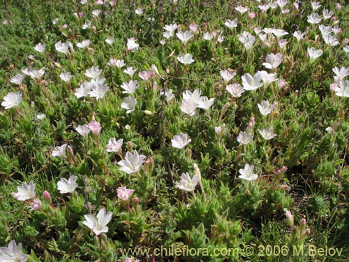 Imágen de Epilobium sp. #0383 (Epilobio). Haga un clic para aumentar parte de imágen.