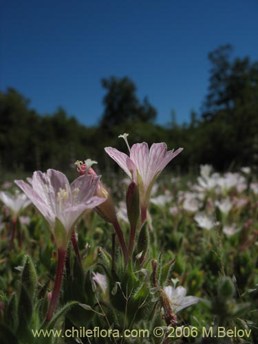 Epilobium sp. #0383の写真