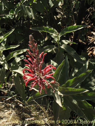 Imágen de Lobelia tupa (Tabaco del diablo / Tupa / Trupa). Haga un clic para aumentar parte de imágen.