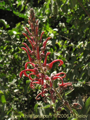 Imágen de Lobelia tupa (Tabaco del diablo / Tupa / Trupa). Haga un clic para aumentar parte de imágen.