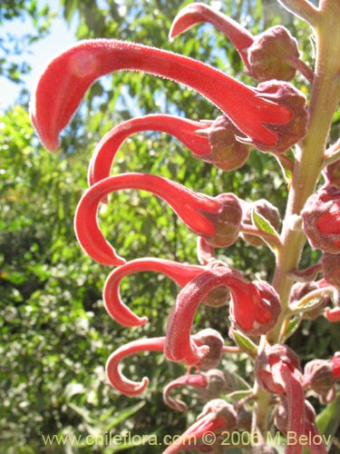 Imágen de Lobelia tupa (Tabaco del diablo / Tupa / Trupa). Haga un clic para aumentar parte de imágen.