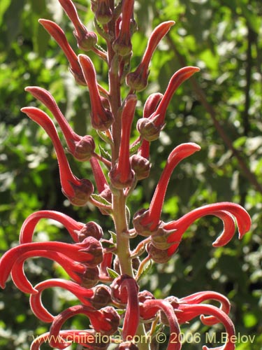 Imágen de Lobelia tupa (Tabaco del diablo / Tupa / Trupa). Haga un clic para aumentar parte de imágen.