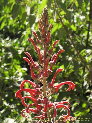 Imágen de Lobelia tupa (Tabaco del diablo / Tupa / Trupa). Haga un clic para aumentar parte de imágen.