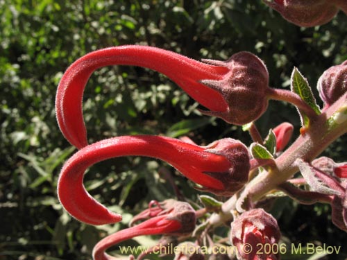 Bild von Lobelia tupa (Tabaco del diablo / Tupa / Trupa). Klicken Sie, um den Ausschnitt zu vergrössern.