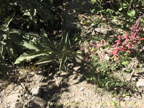 Imágen de Lobelia tupa (Tabaco del diablo / Tupa / Trupa). Haga un clic para aumentar parte de imágen.