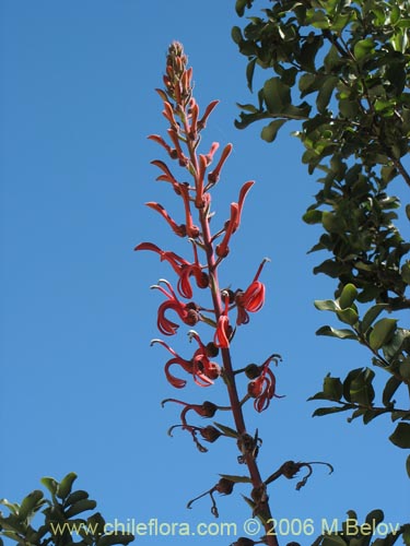 Image of Lobelia tupa (Tabaco del diablo / Tupa / Trupa). Click to enlarge parts of image.