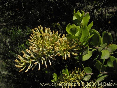 Bild von Notanthera heterophylla (Quintral del boldo / peumo / laurel). Klicken Sie, um den Ausschnitt zu vergrössern.