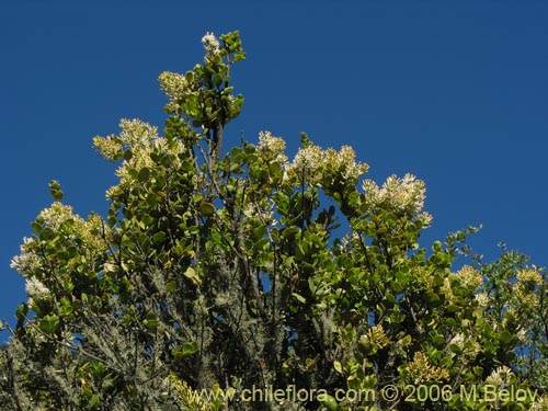 Bild von Notanthera heterophylla (Quintral del boldo / peumo / laurel). Klicken Sie, um den Ausschnitt zu vergrössern.