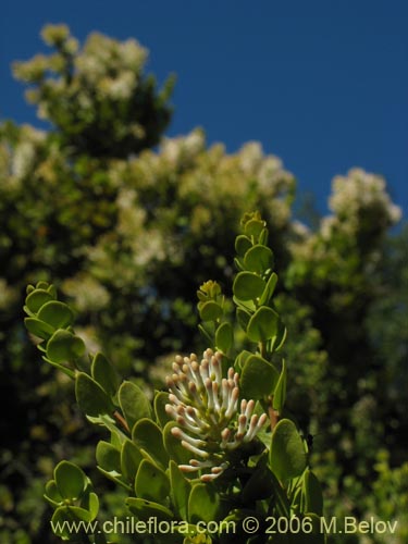 Image of Notanthera heterophylla (Quintral del boldo / peumo / laurel). Click to enlarge parts of image.