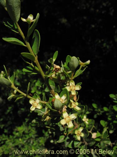 Bild von Myrceugenia ovata var. nannophylla (Myrceugenia de hojas chicas). Klicken Sie, um den Ausschnitt zu vergrössern.