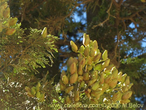 Image of Austrocedrus chilensis (Ciprés de la cordillera / Cedro). Click to enlarge parts of image.