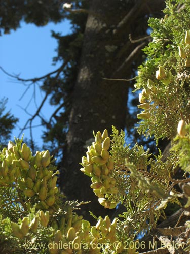 Austrocedrus chilensisの写真