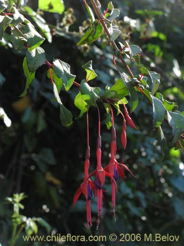 Image of Fuchsia magellanica (Chilco / Chilca / Palo blanco). Click to enlarge parts of image.