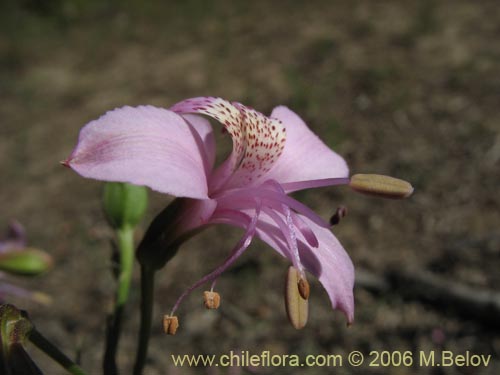 Image of Alstroemeria revoluta (Alstroemeria). Click to enlarge parts of image.